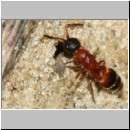 Myrmosa atra - Spinnenameise 03a 6mm bei Lindenius albilabris - OS-Hasbergen Lehmhuegel.jpg